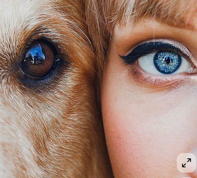 Close-up of a dog's eye and a person's eye, showing a close connection between the two. Pet Memorial.