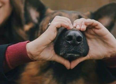 person with hands shaped as a heart  around a dogs nose. Handmade glass jewelry studio in Victoria BC.handmade glass jewelry contact.